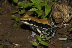 Hydrophylax bahuvistara