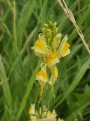 Linaria vulgaris