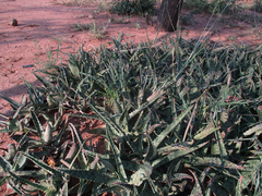 Aloe zebrina image