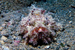 Scorpaenopsis