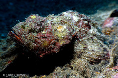 Scorpaenopsis diabolus