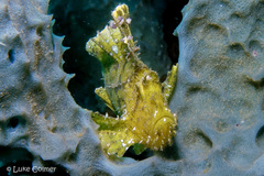Taenianotus triacanthus