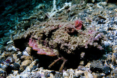 Inimicus didactylus