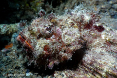 Scorpaenopsis