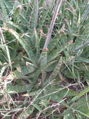 Aloe zebrina image