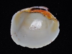 Periglypta reticulata