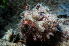 Scorpaenopsis