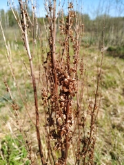 Rumex aquaticus