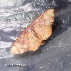 Metallaxis semipurpurascens