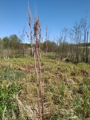 Rumex aquaticus