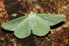Geometra papilionaria