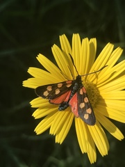 Zygaena angelicae