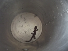 Pachydactylus capensis