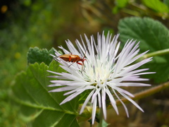 Calocoris nemoralis