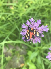 Zygaena angelicae