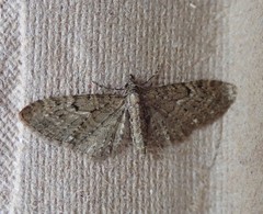 Eupithecia virgaureata