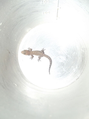 Pachydactylus capensis