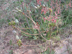 Aloe zebrina image