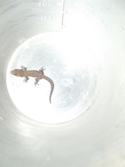 Pachydactylus capensis