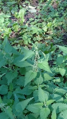 Urtica dioica