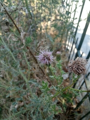 Cirsium arvense
