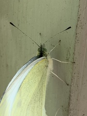 Pieris rapae