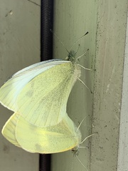 Pieris rapae
