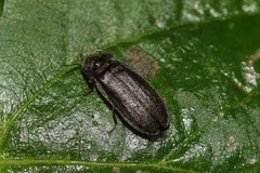 Lamprohiza splendidula