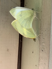 Pieris rapae