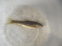 Enteromius oraniensis