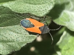 Melanopleurus bicolor