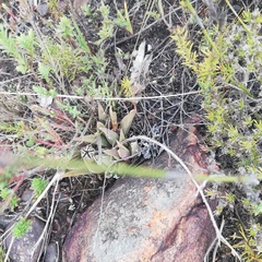 Acrodon bellidiflorus