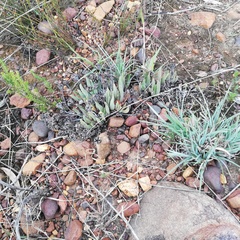 Acrodon bellidiflorus