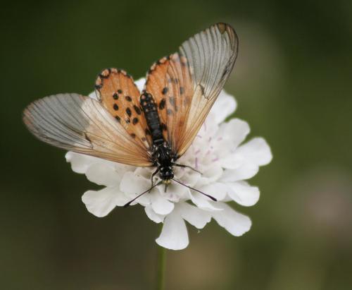 Garden Acraea photo 3