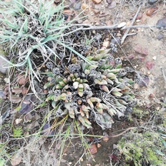 Acrodon bellidiflorus