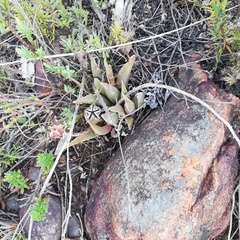 Acrodon bellidiflorus