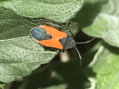 Melanopleurus bicolor