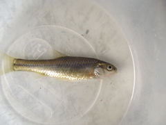 Enteromius oraniensis