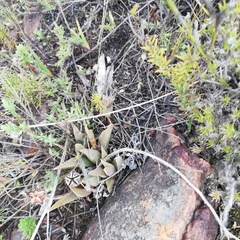 Acrodon bellidiflorus