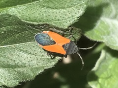 Melanopleurus bicolor