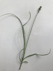 Carex muricata