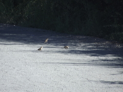 Passer diffusus stygiceps