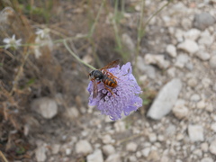 Rhodanthidium