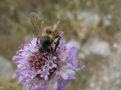 Rhodanthidium