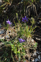 Aquilegia confusa