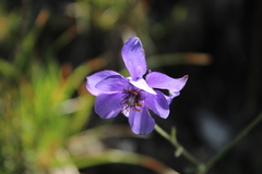 Aquilegia confusa