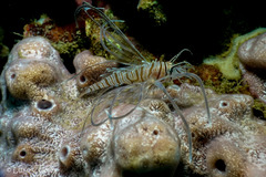 Pterois volitans