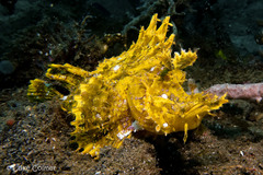 Rhinopias frondosa
