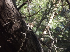 Passer melanurus melanurus