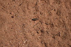 Xanthochilus saturnius
